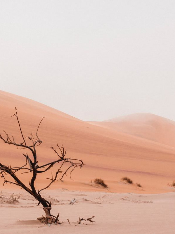 A dead tree in the desert