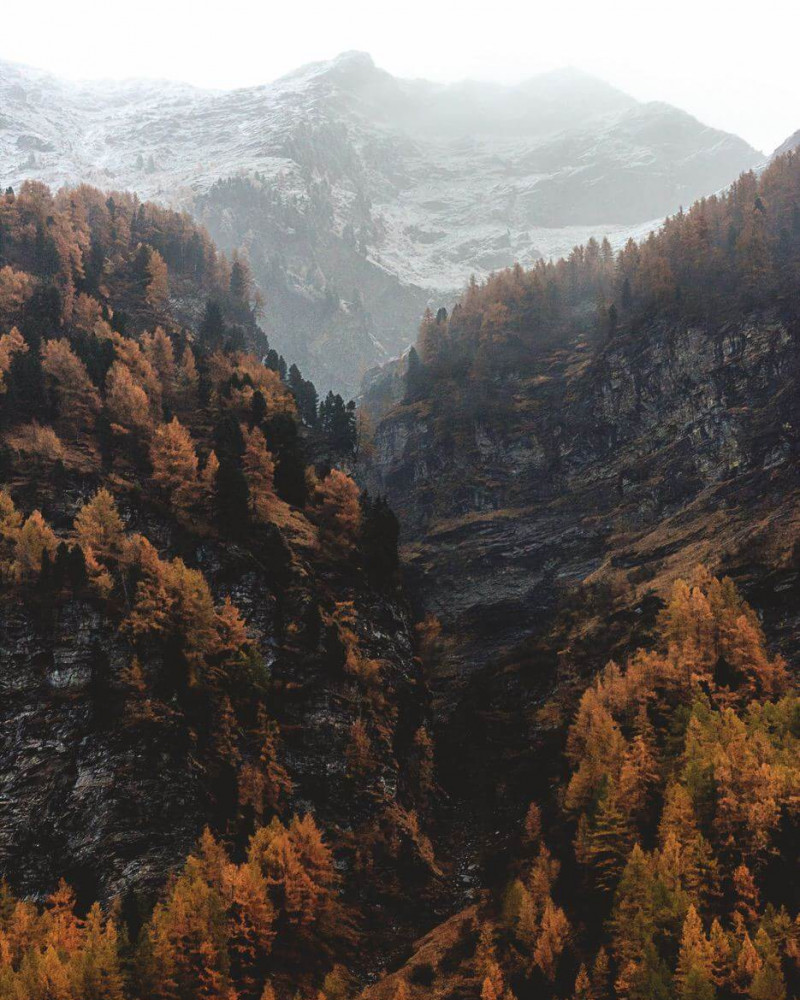 Foggy mountain with a color forest in the foreground