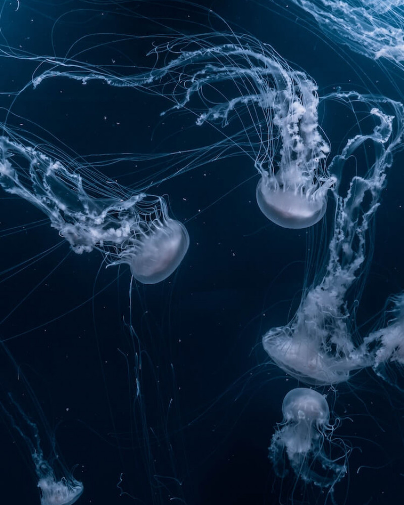 A swarm of jellyfish