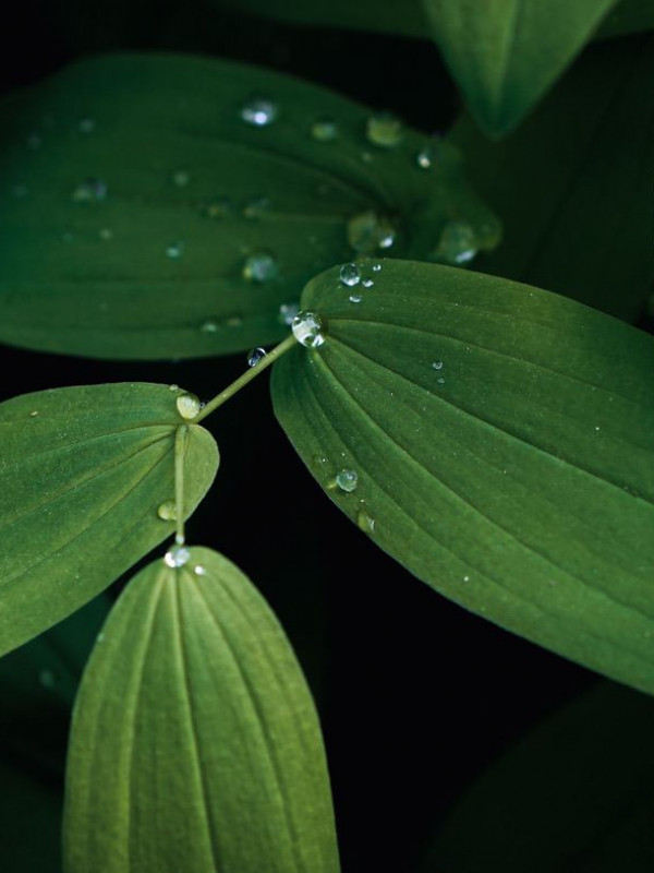 Leafs with water drops