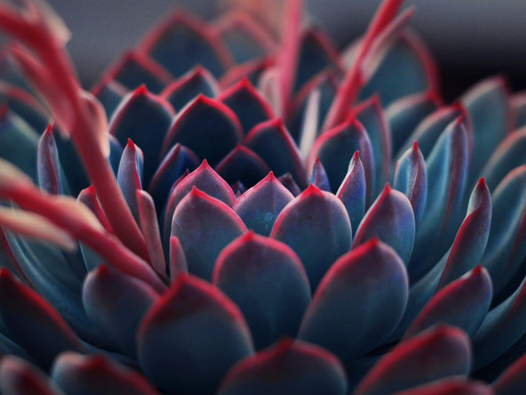 Colorful succulent