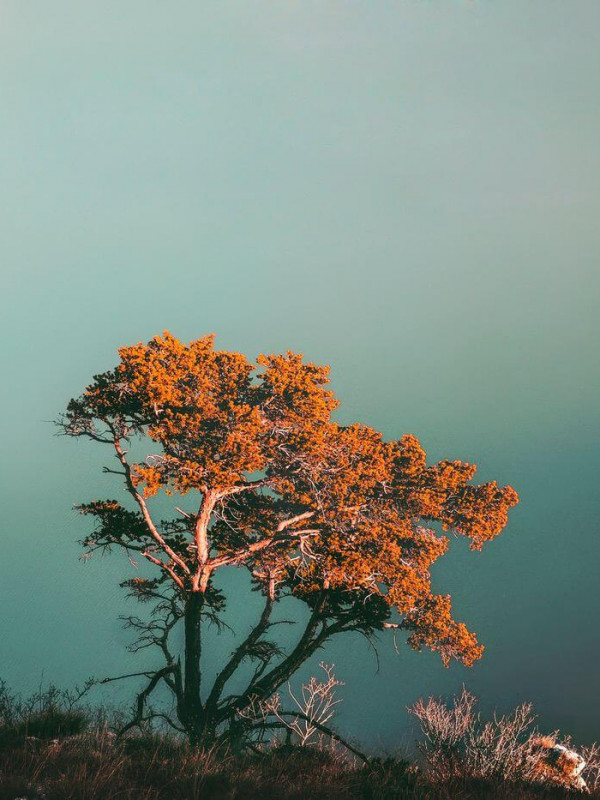 A lonely tree above the fog