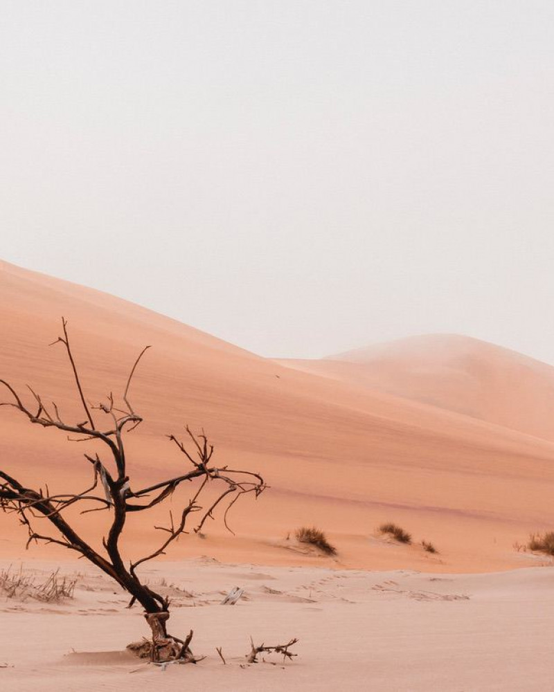 A dead tree in the desert