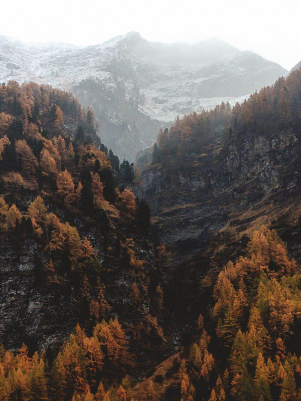 Foggy mountain with a color forest in the foreground