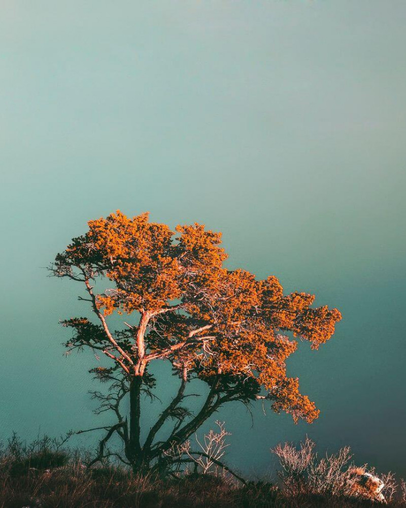 A lonely tree above the fog